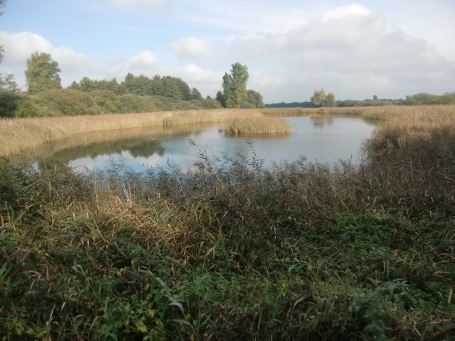 Kranenburg-Nütterden : Kranenburger Bruch, Schilfröhricht am Flachwassersee